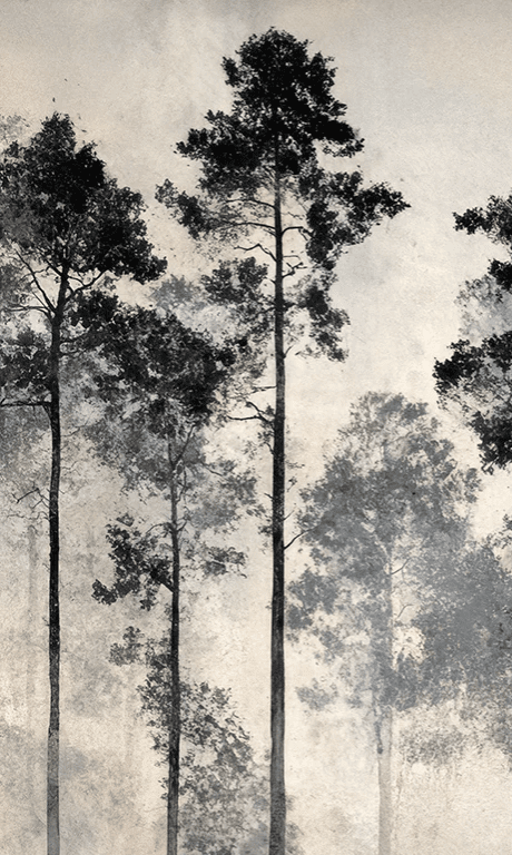 Voyage au cœur des pins – Papier peint panoramique forêt brumeuse - Illulart: Papier peint panoramique