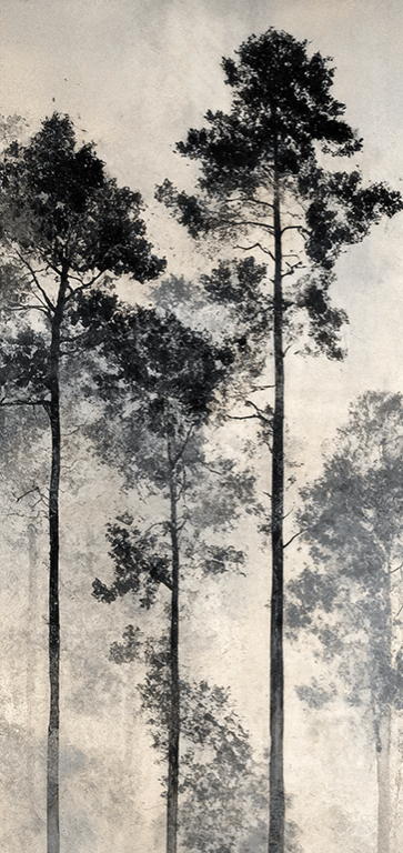 Voyage au cœur des pins – Papier peint panoramique forêt brumeuse - Illulart: Papier peint panoramique