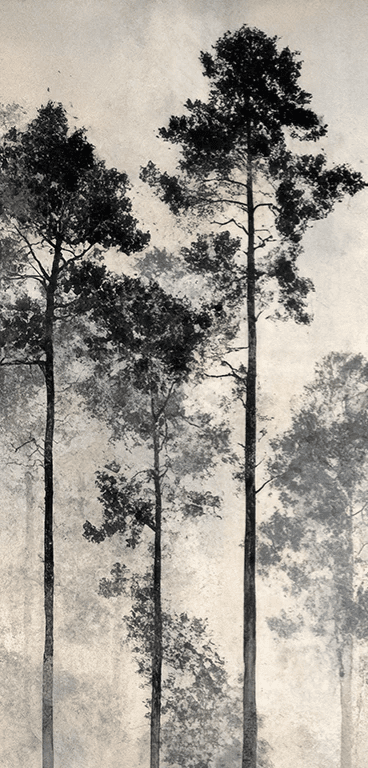 Voyage au cœur des pins – Papier peint panoramique forêt brumeuse - Illulart: Papier peint panoramique