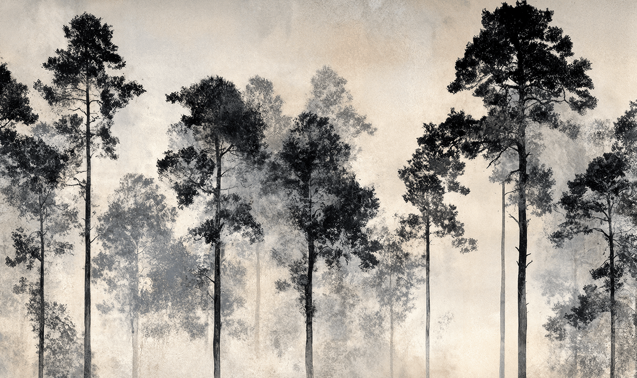Voyage au cœur des pins – Papier peint panoramique forêt brumeuse