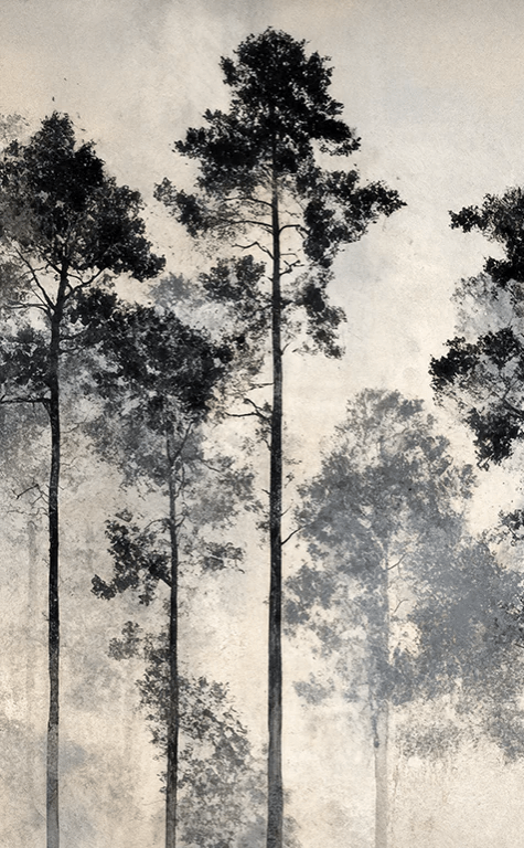 Voyage au cœur des pins – Papier peint panoramique forêt brumeuse - Illulart: Papier peint panoramique