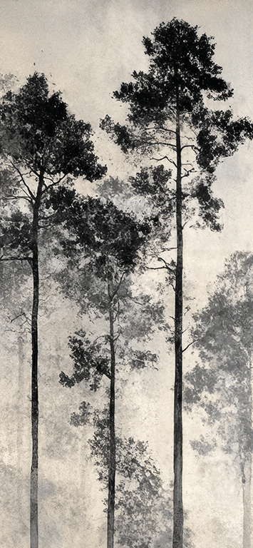 Voyage au cœur des pins – Papier peint panoramique forêt brumeuse