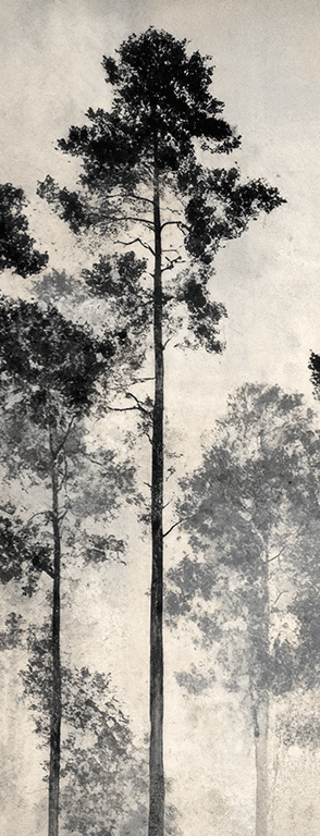 Voyage au cœur des pins – Papier peint panoramique forêt brumeuse - Illulart: Papier peint panoramique