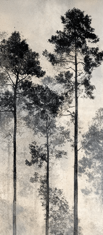 Voyage au cœur des pins – Papier peint panoramique forêt brumeuse - Illulart: Papier peint panoramique