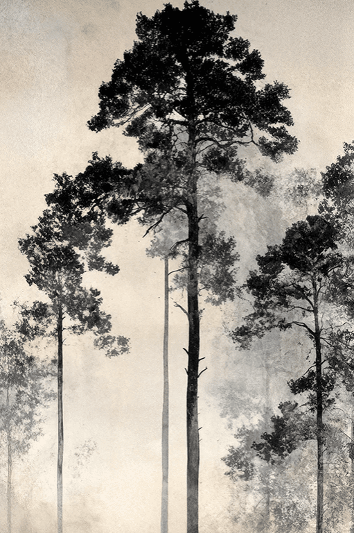 Voyage au cœur des pins – Papier peint panoramique forêt brumeuse - Illulart: Papier peint panoramique