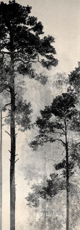 Voyage au cœur des pins – Papier peint panoramique forêt brumeuse - Illulart: Papier peint panoramique