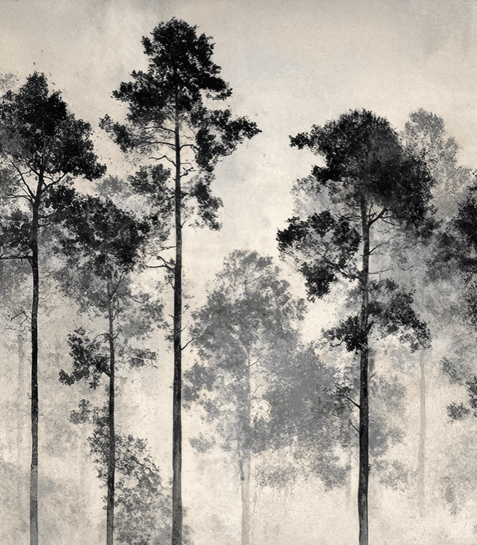 Voyage au cœur des pins – Papier peint panoramique forêt brumeuse - Illulart: Papier peint panoramique