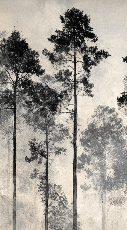 Voyage au cœur des pins – Papier peint panoramique forêt brumeuse - Illulart: Papier peint panoramique