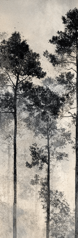 Voyage au cœur des pins – Papier peint panoramique forêt brumeuse - Illulart: Papier peint panoramique