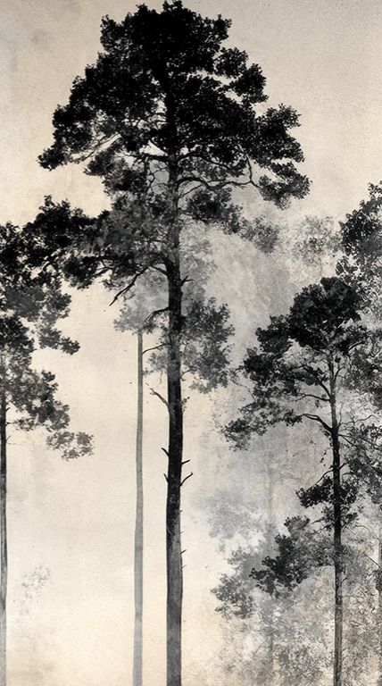 Voyage au cœur des pins – Papier peint panoramique forêt brumeuse - Illulart: Papier peint panoramique